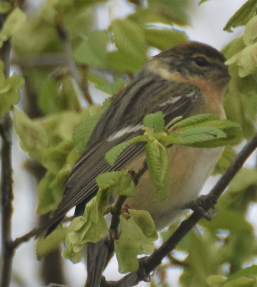 Bay-breasted Warbler - Luis Munoz