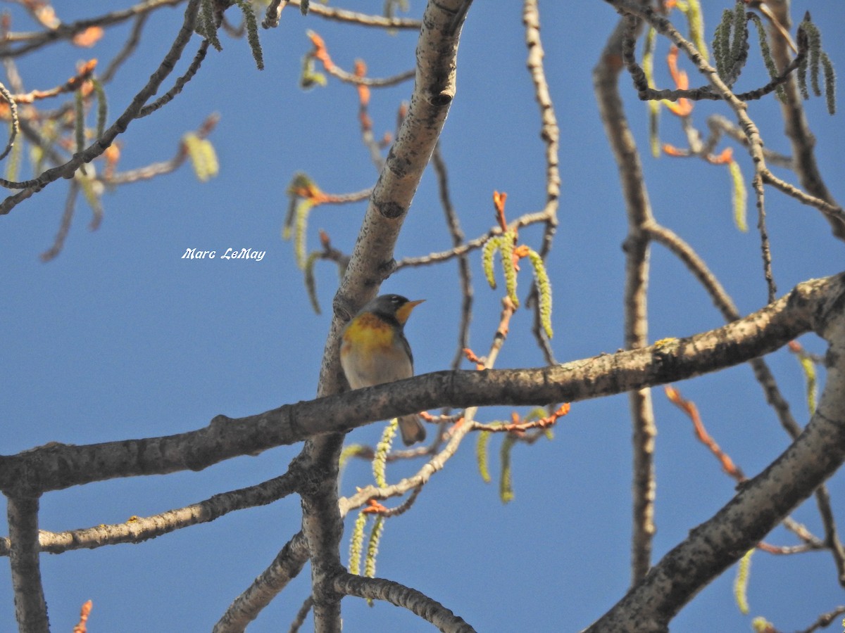 Northern Parula - ML101534331
