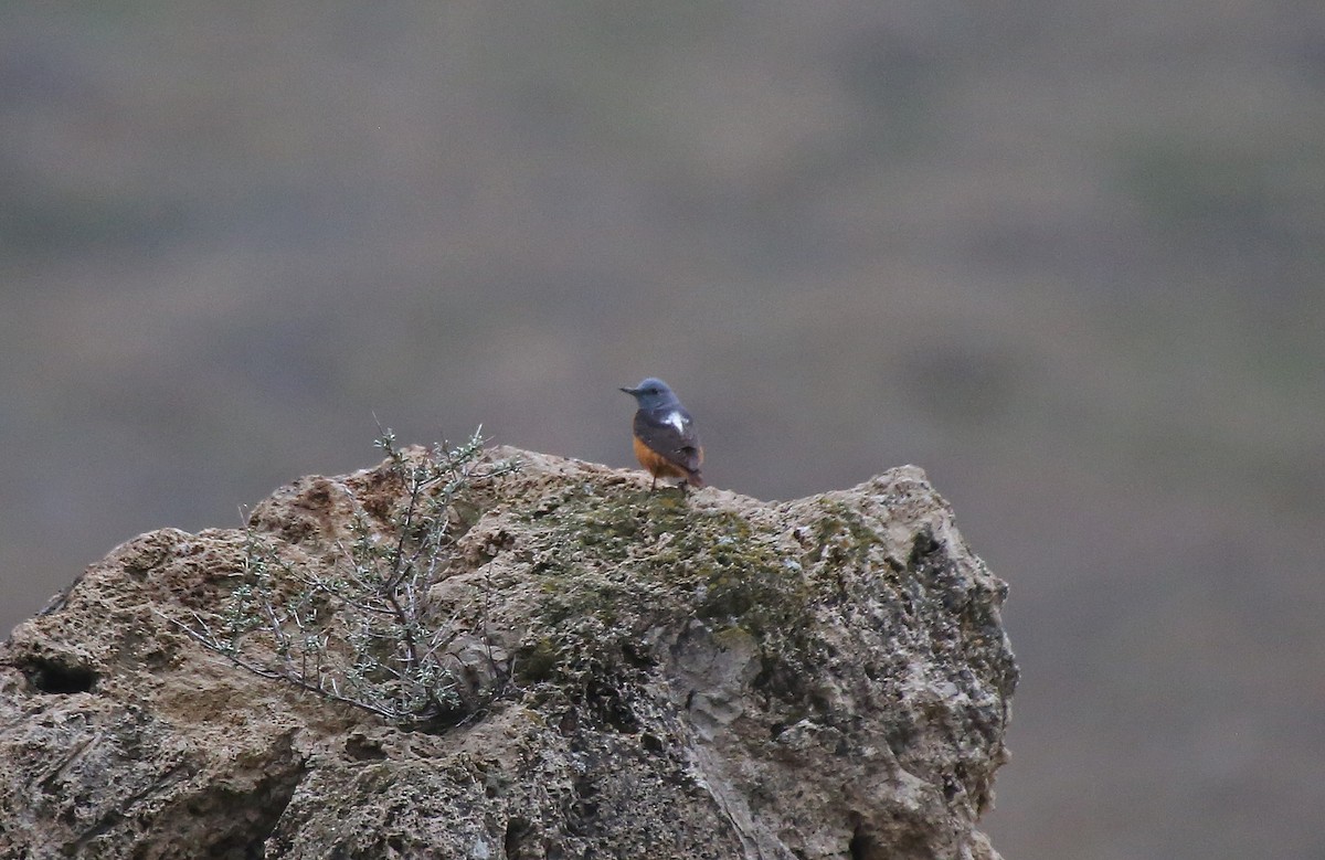 Rufous-tailed Rock-Thrush - ML101534381