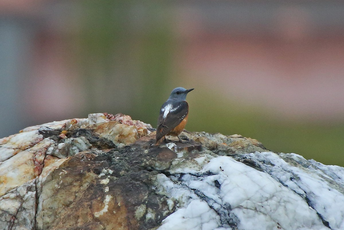 Rufous-tailed Rock-Thrush - Paul Chapman