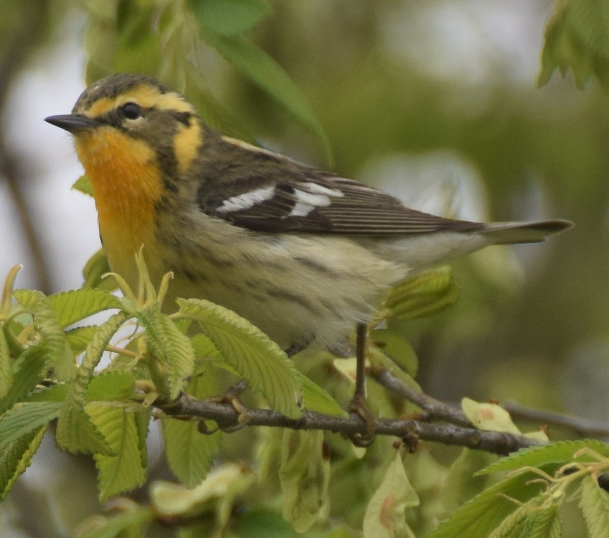 Blackburnian Warbler - Luis Munoz