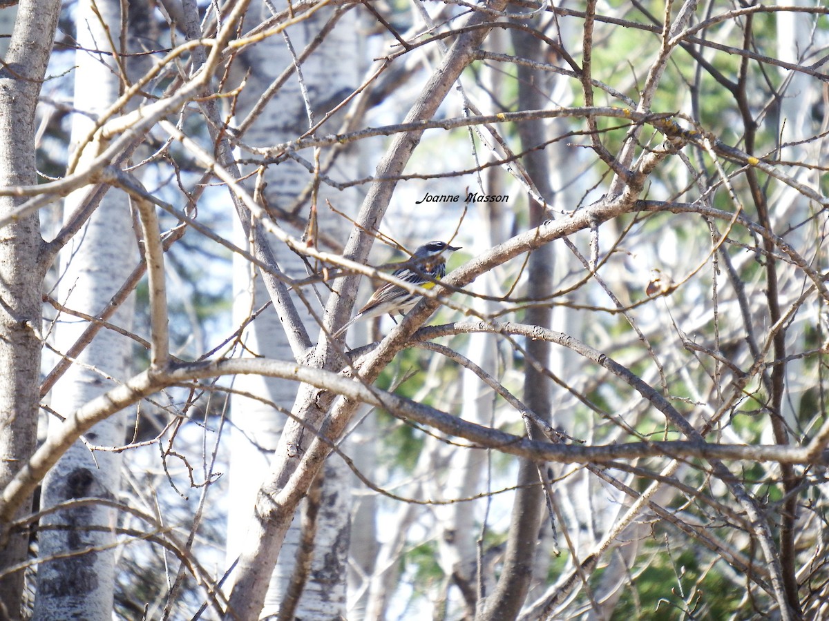 Yellow-rumped Warbler - ML101534451