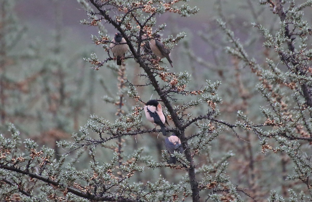 Rosy Starling - ML101534531