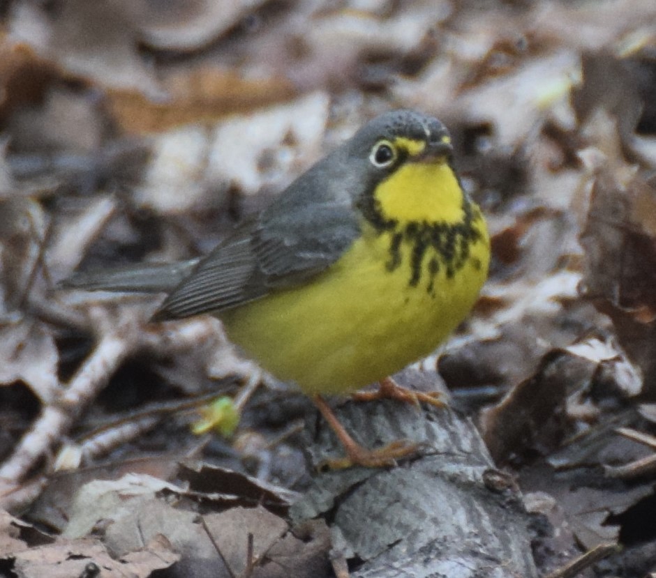 Canada Warbler - Luis Munoz