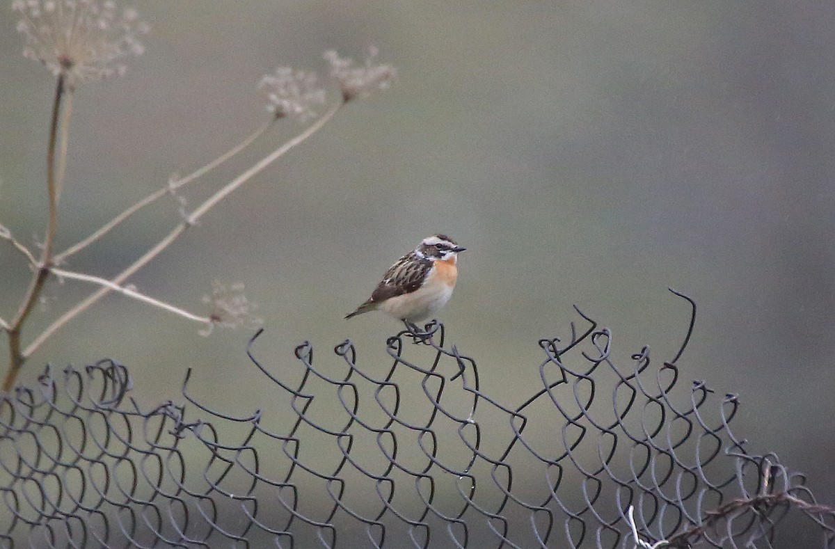 Whinchat - ML101534751