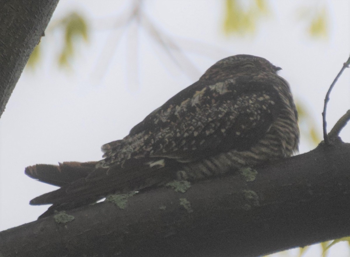 Common Nighthawk - Luis Munoz