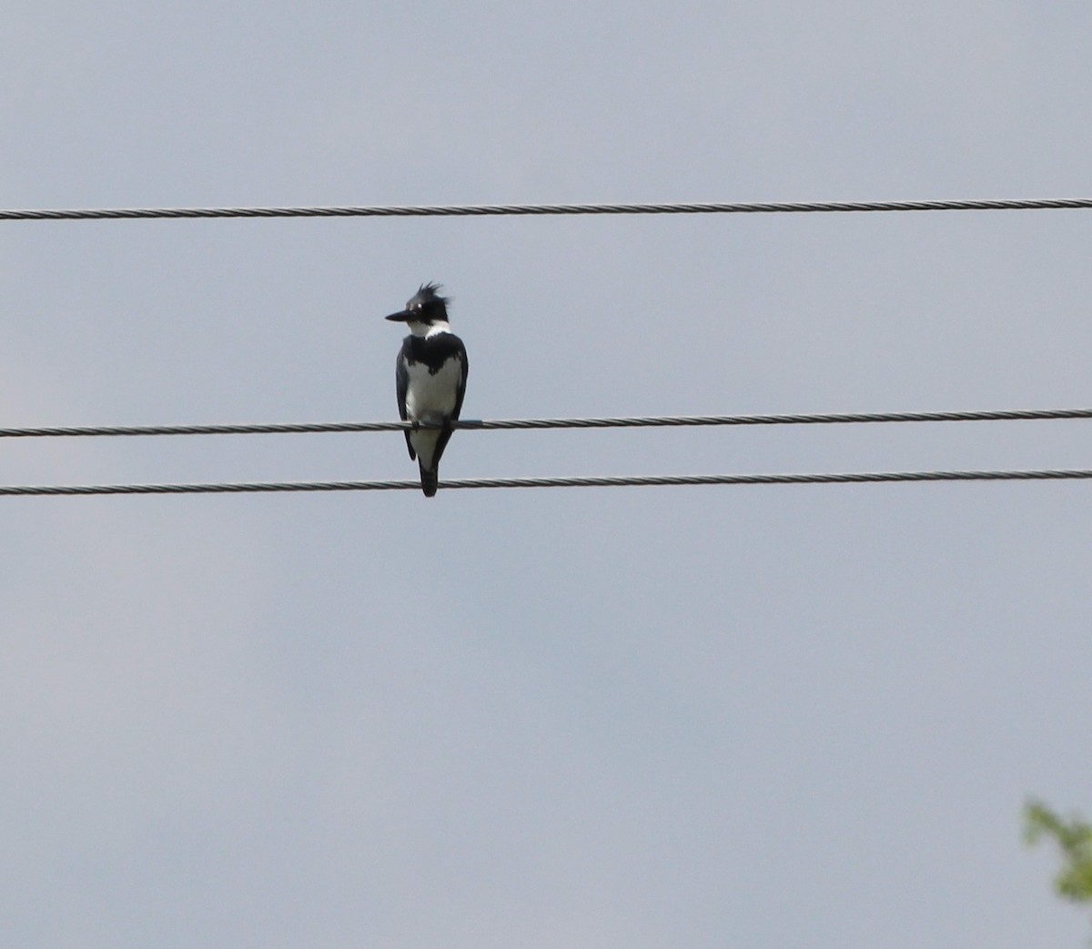 Belted Kingfisher - ML101535731