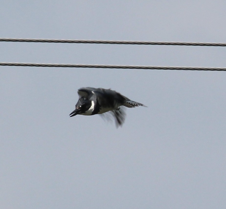 Belted Kingfisher - ML101535741