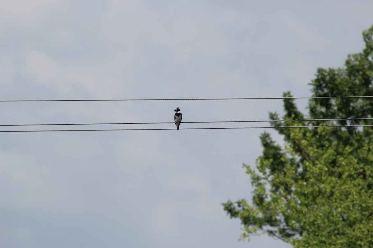 Belted Kingfisher - ML101536081