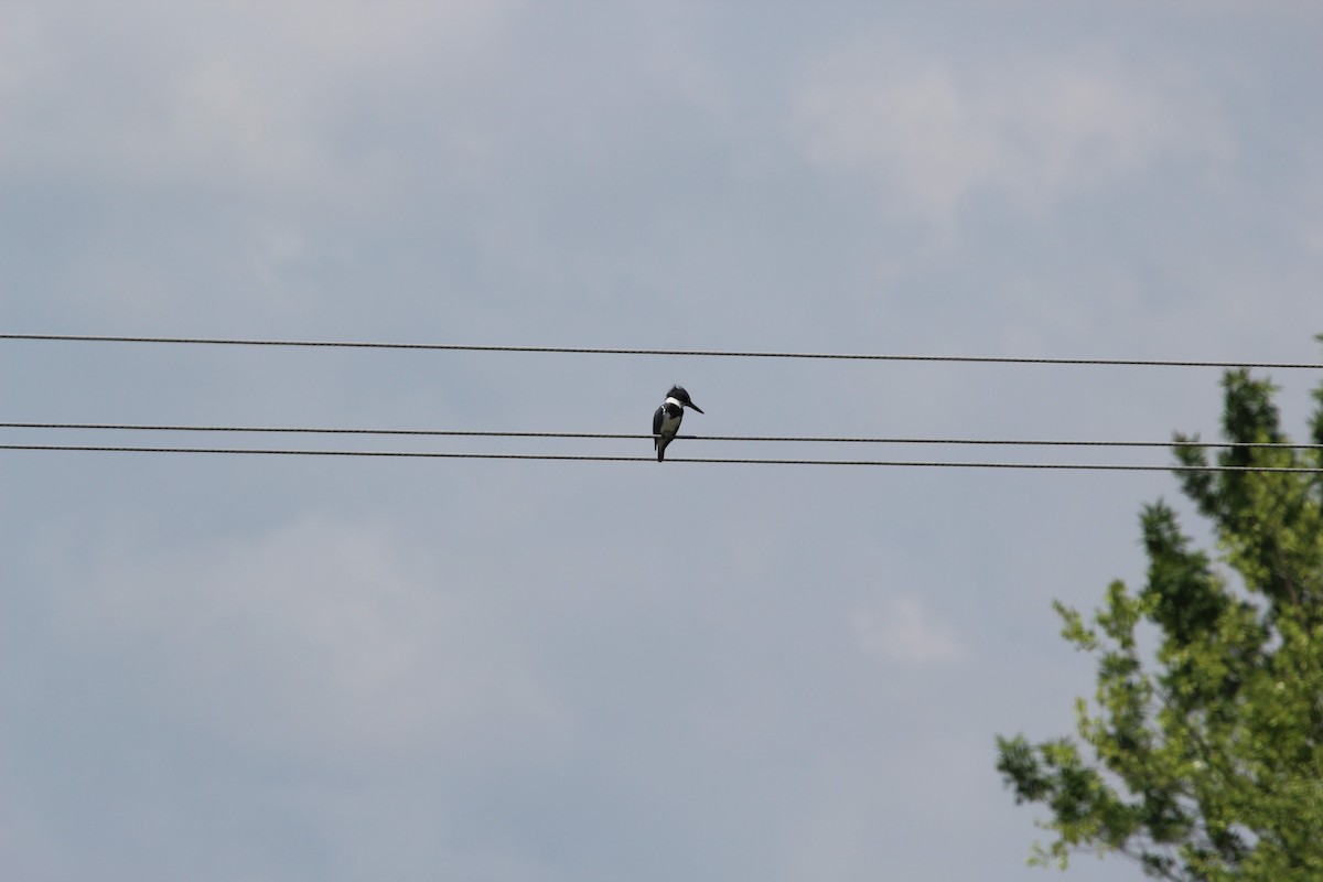 Belted Kingfisher - ML101536091