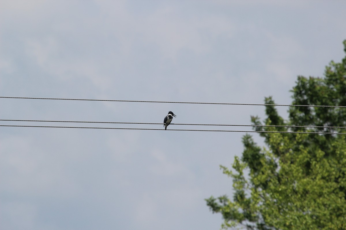 Belted Kingfisher - ML101536101