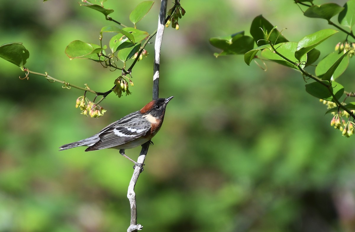 Bay-breasted Warbler - John Miller
