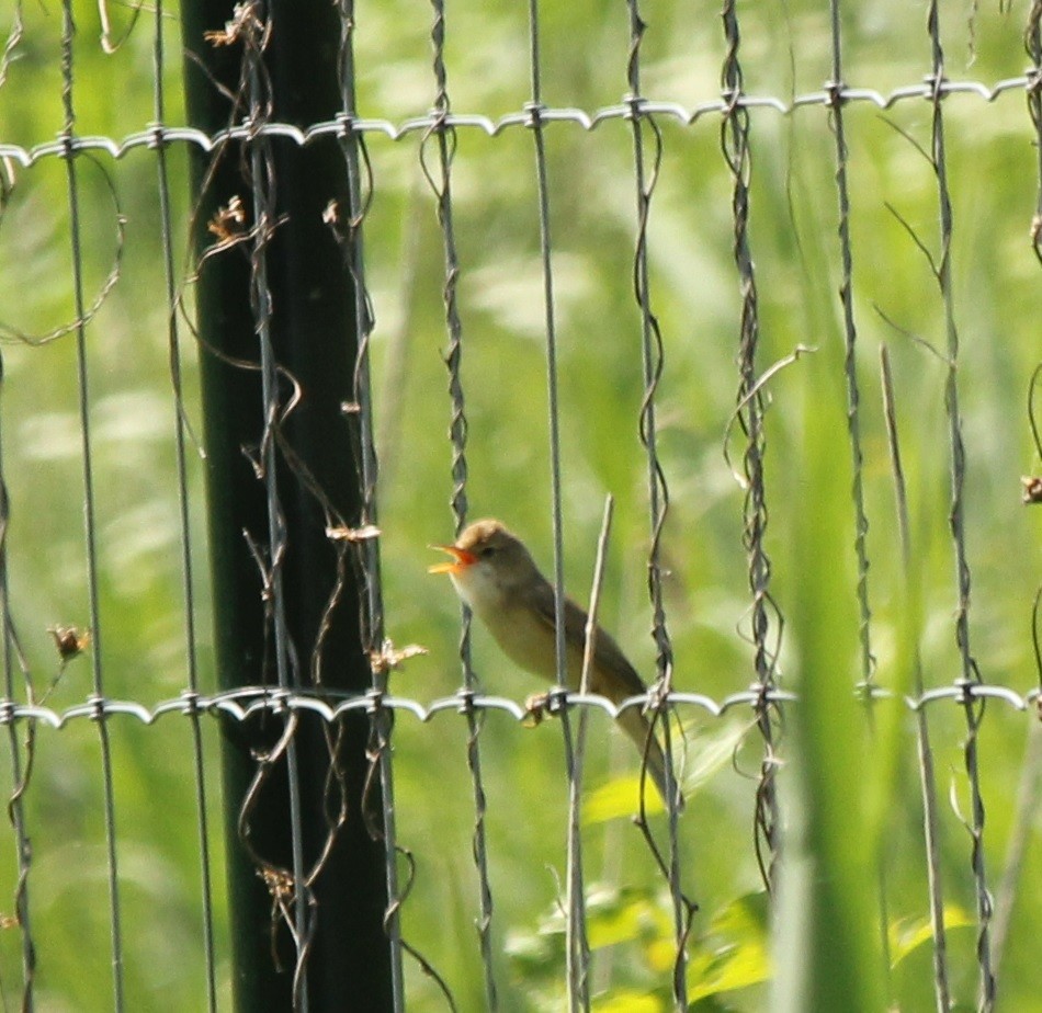 Common Reed Warbler - ML101542921