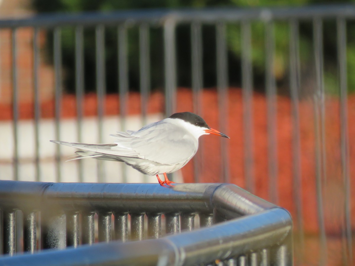 Common Tern - Blair Fleming