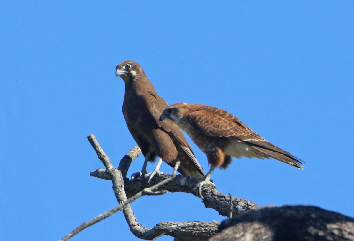 Brown Falcon - ML101543791