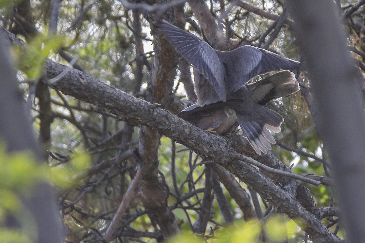 Band-tailed Pigeon - ML101547841