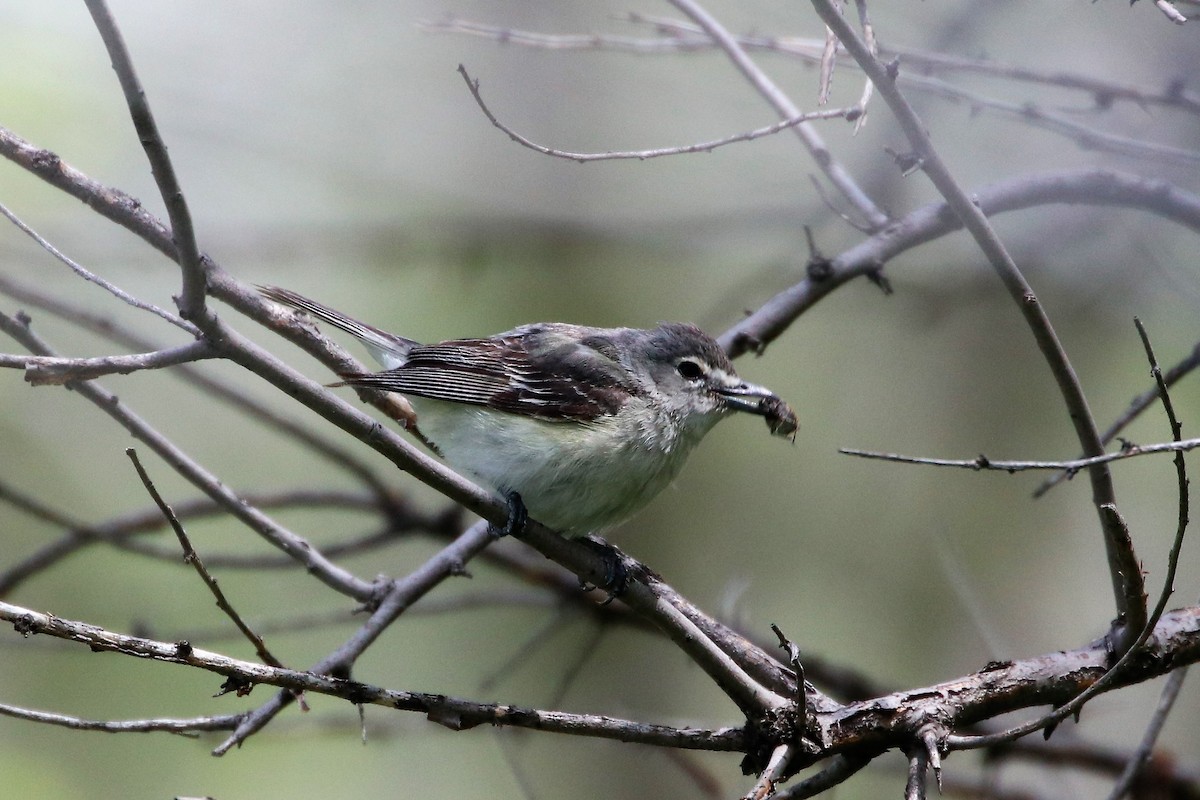 Cassin's Vireo - ML101549731