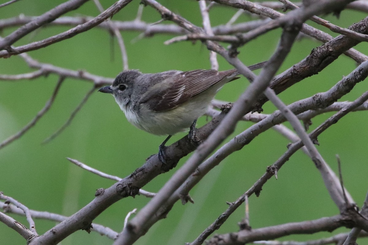 Cassin's Vireo - John Bruder