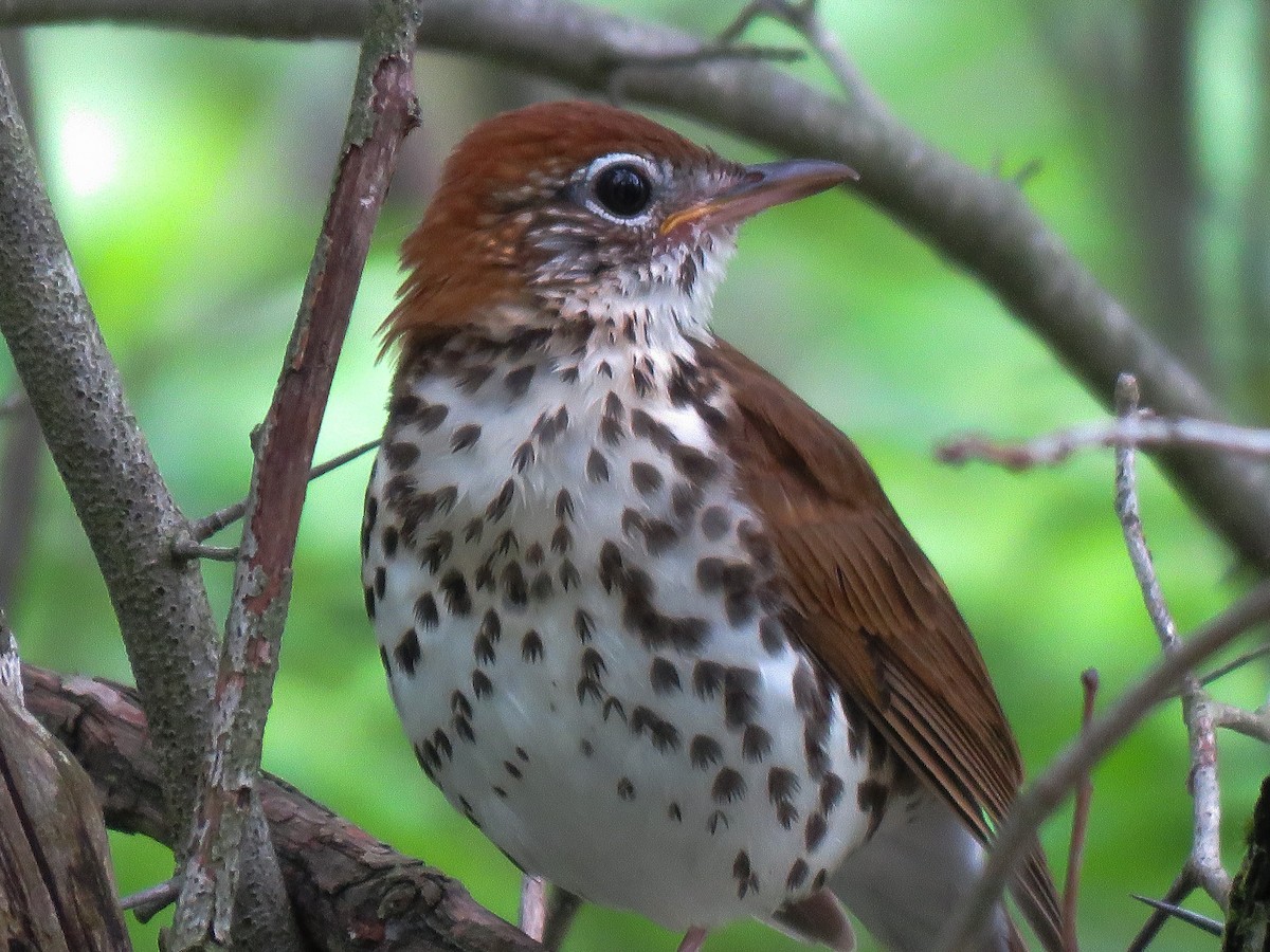 Wood Thrush - ML101550551