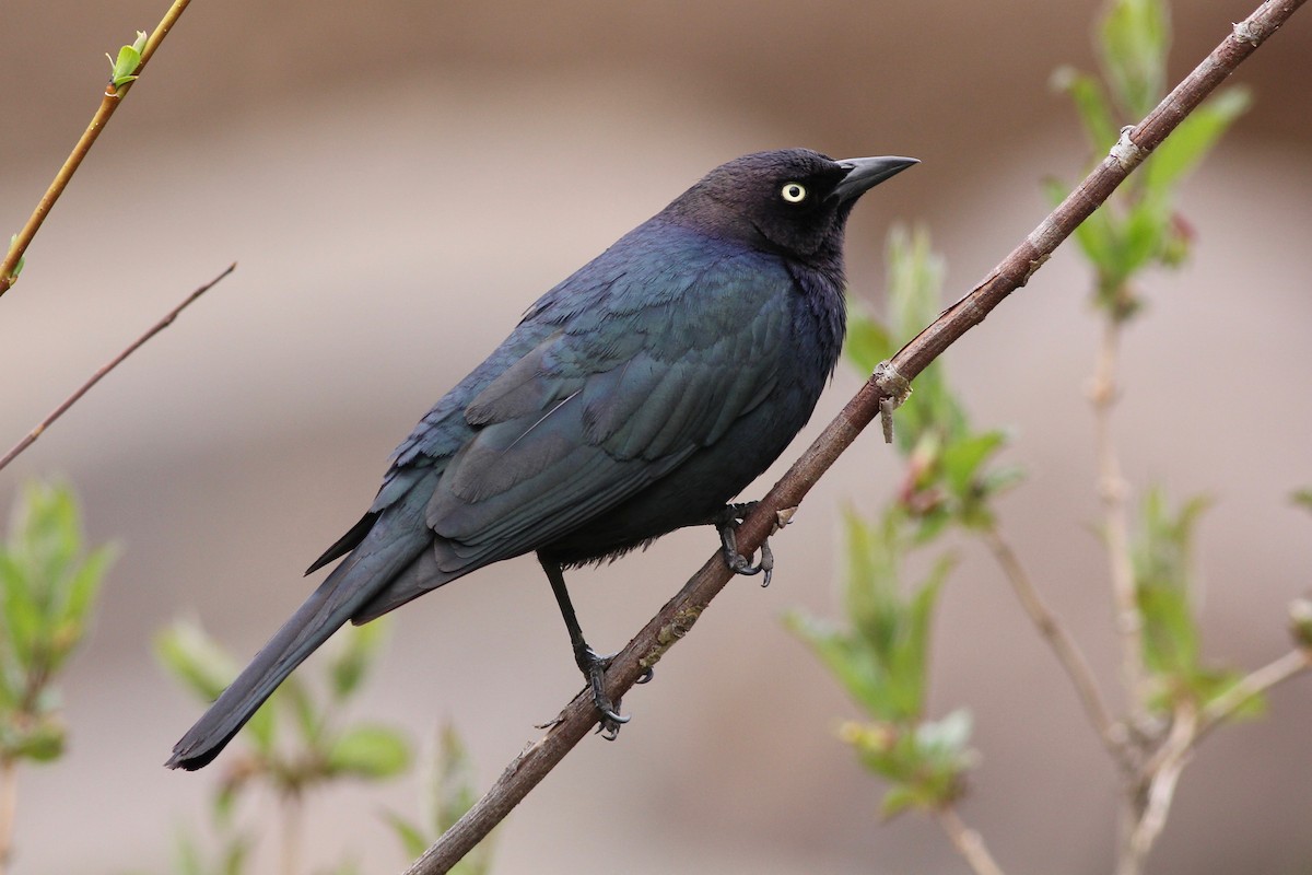 Brewer's Blackbird - ML101551411