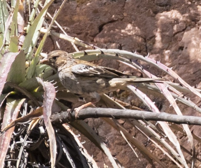 Mourning Sierra Finch - ML101551631