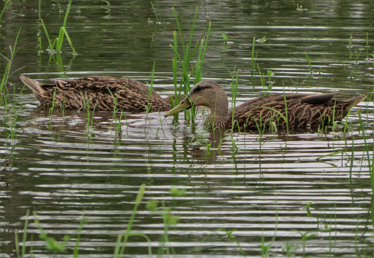 Mottled Duck - ML101551701