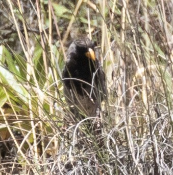 Mourning Sierra Finch - ML101551711