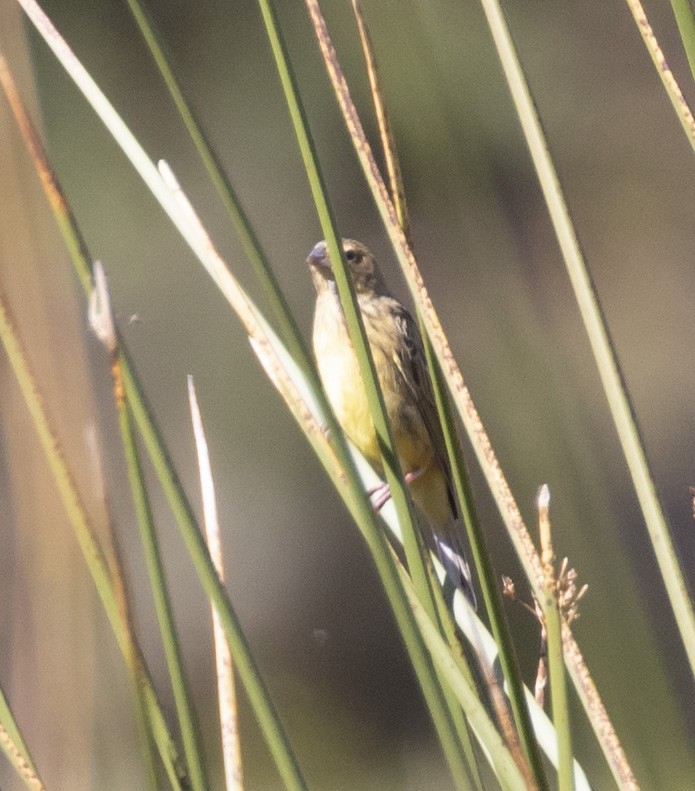 Grassland Yellow-Finch - ML101552161