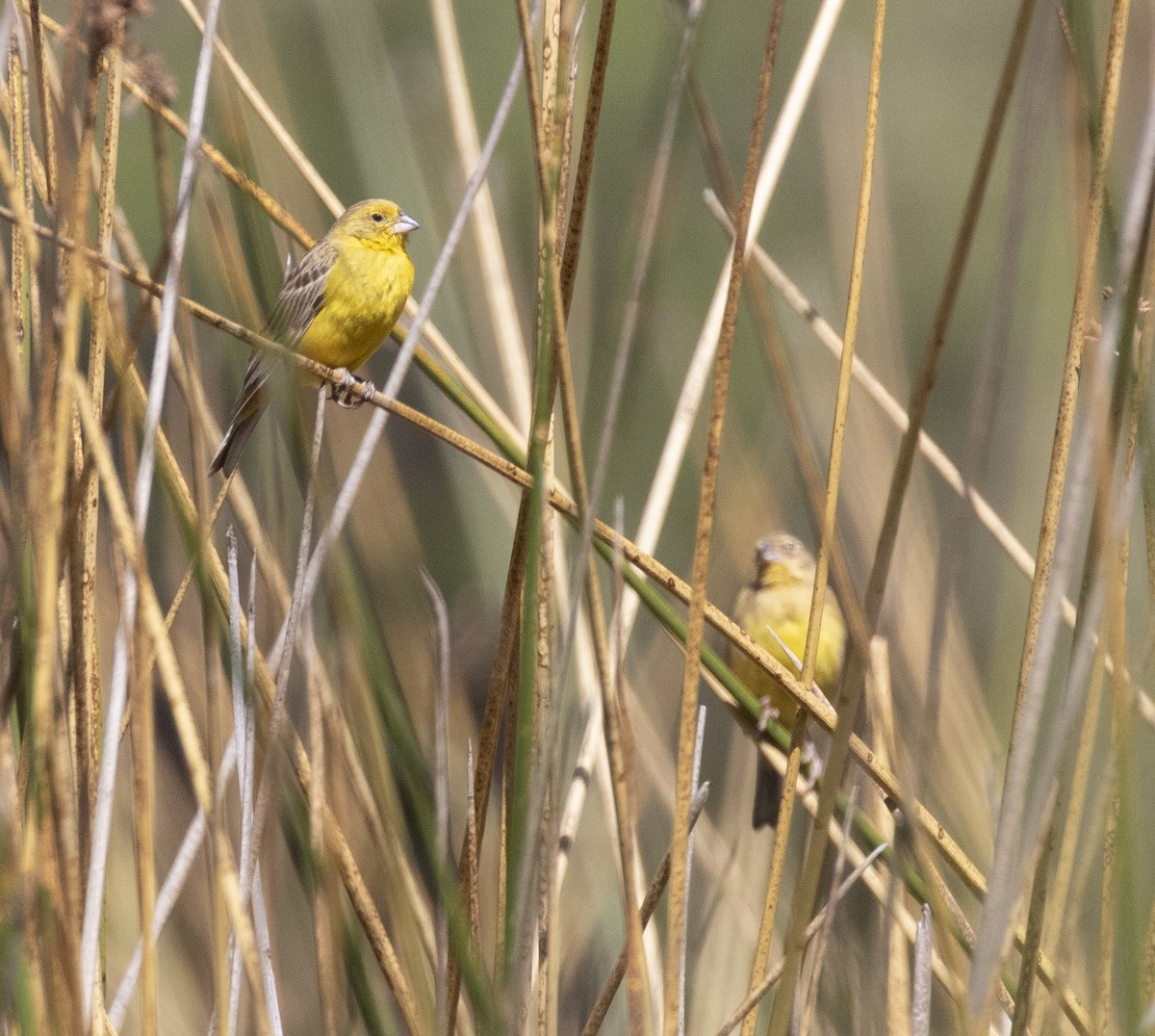 Grassland Yellow-Finch - Mouser Williams