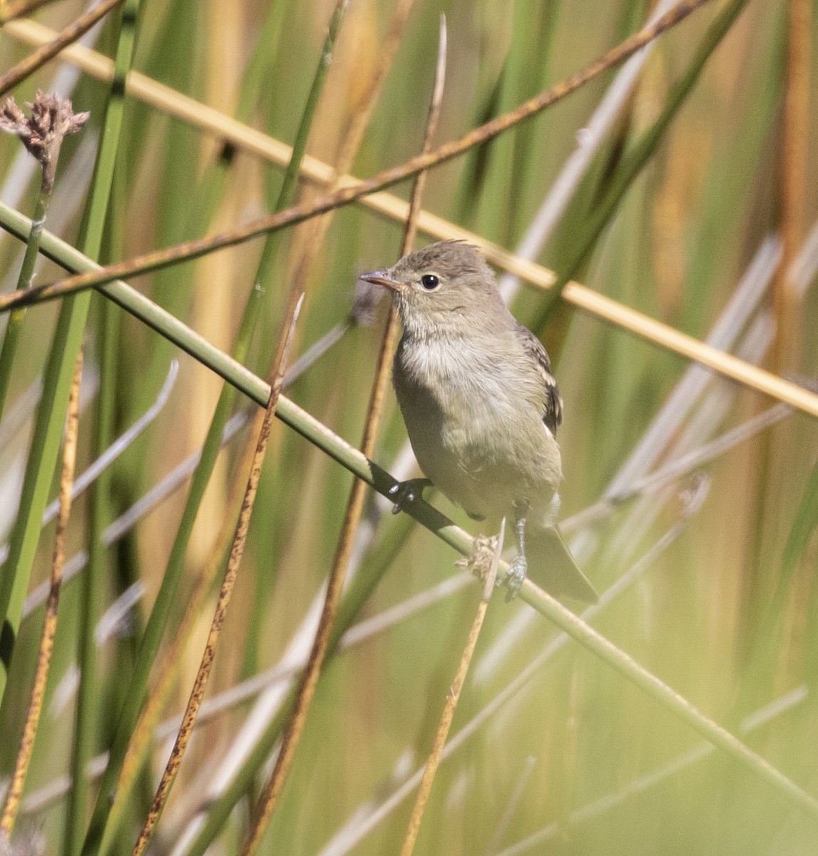 White-crested Elaenia - ML101552941