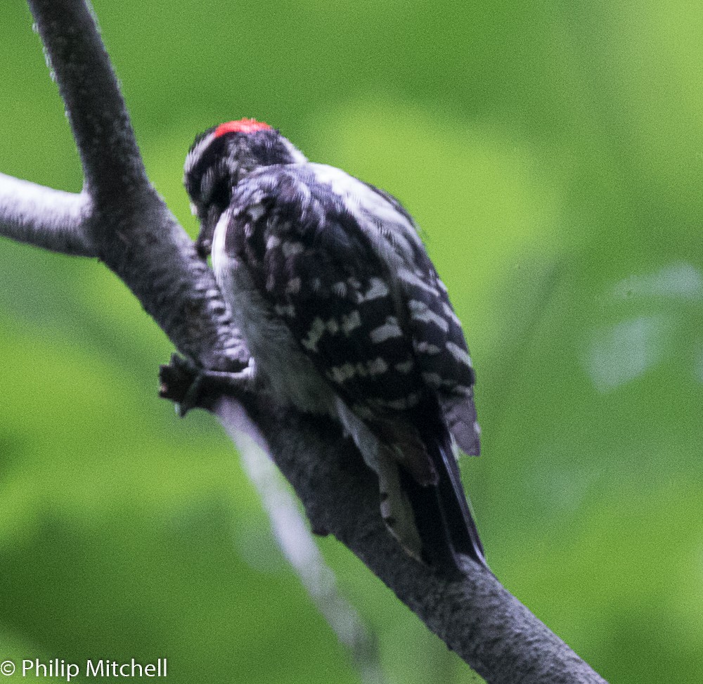 Downy Woodpecker - ML101553301
