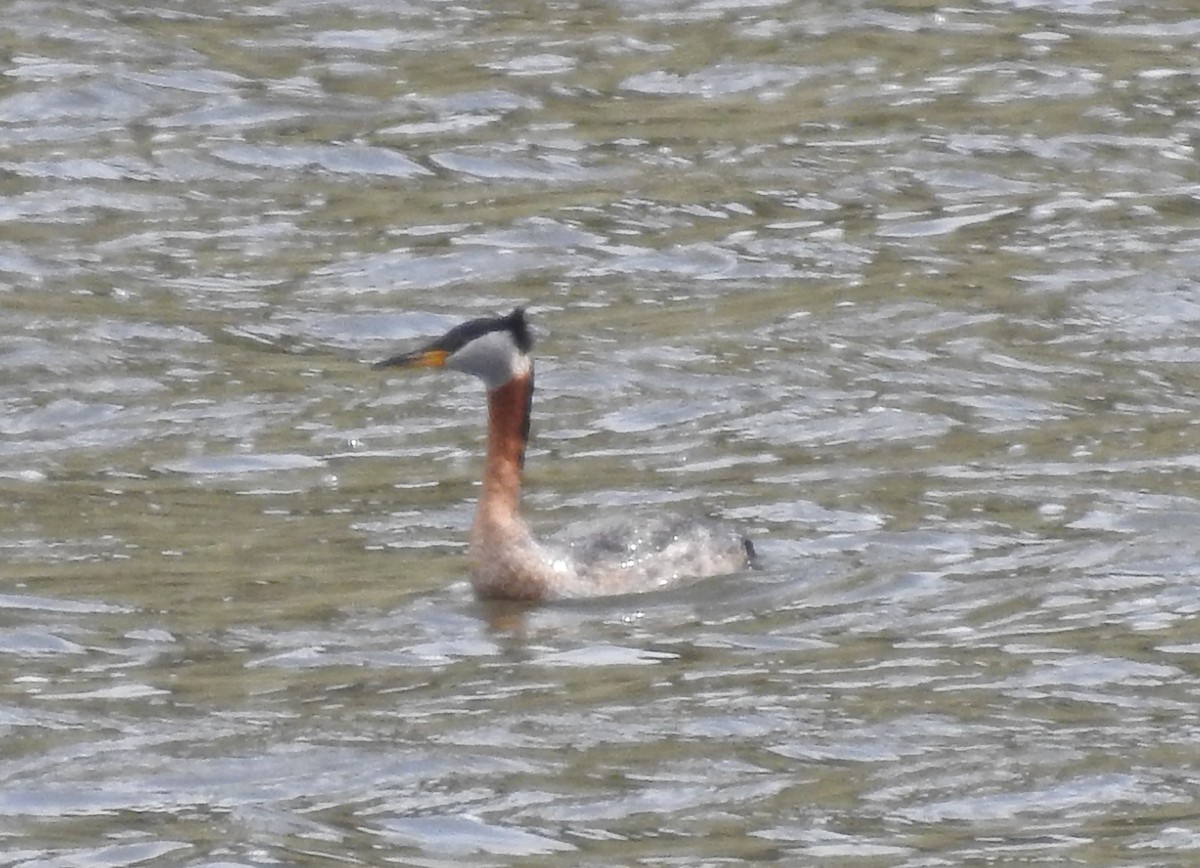 Red-necked Grebe - ML101553901