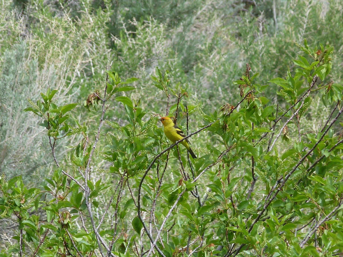 Western Tanager - ML101555691