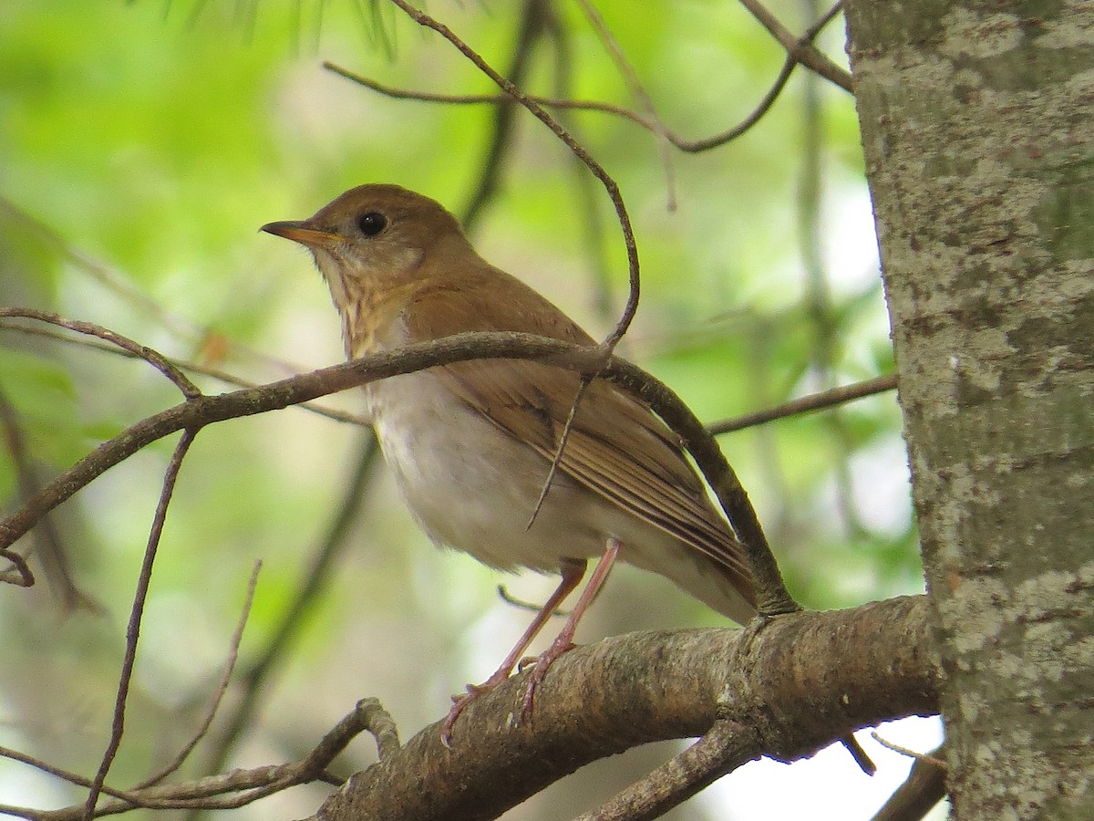 Veery - Glenn Hodgkins