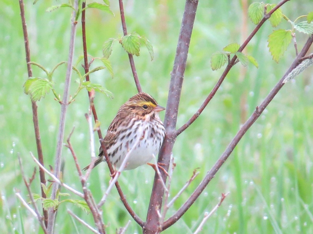 Savannah Sparrow - Glenn Hodgkins