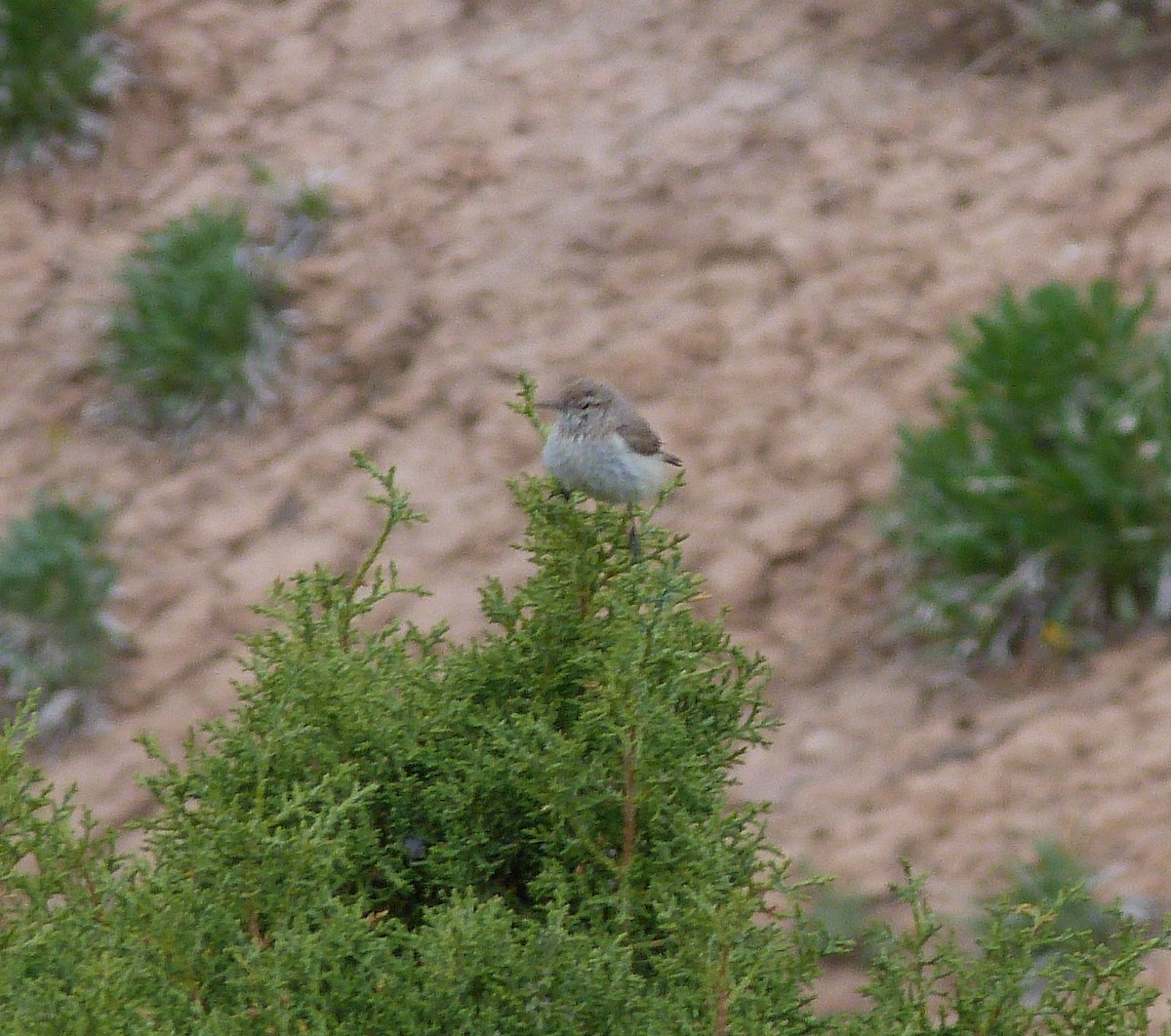 Rock Wren - ML101557861