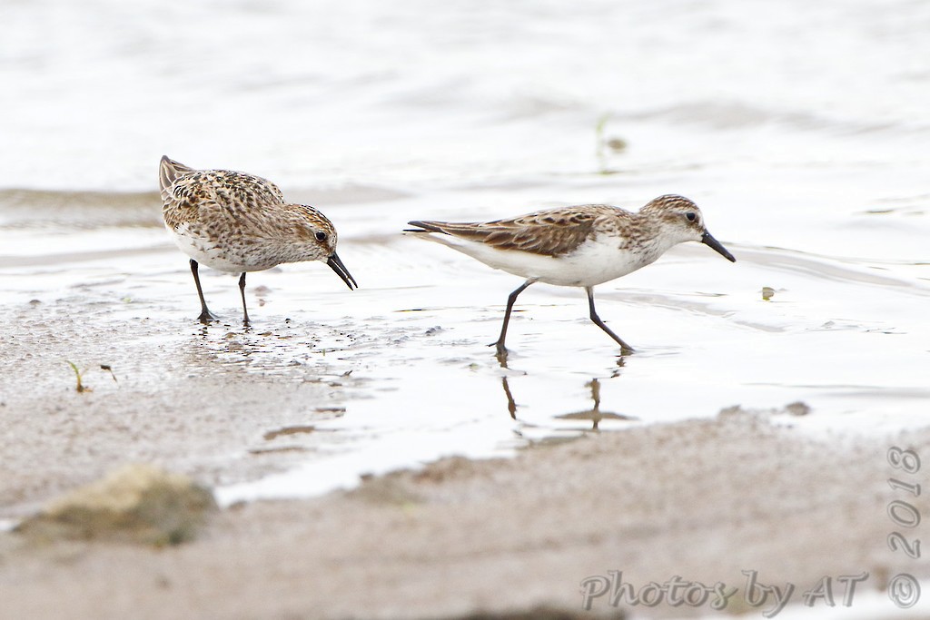 Western Sandpiper - Allen Smith