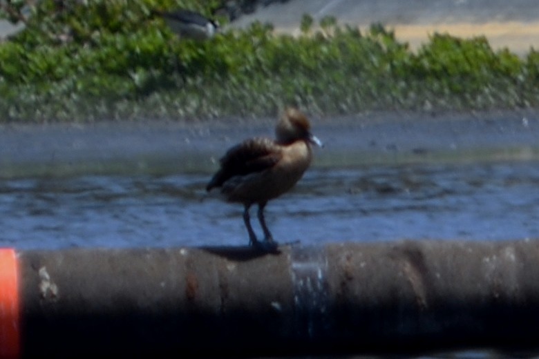 Dendrocygne fauve - ML101559961
