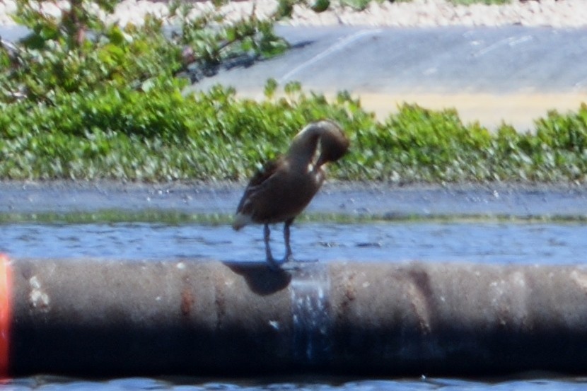 Dendrocygne fauve - ML101559971