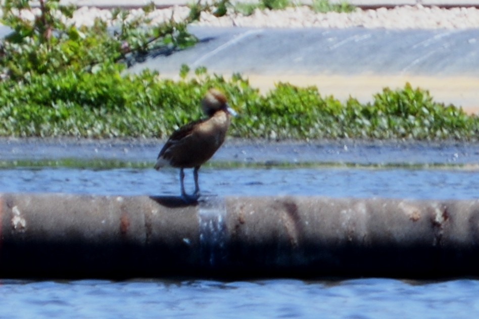 Dendrocygne fauve - ML101559981