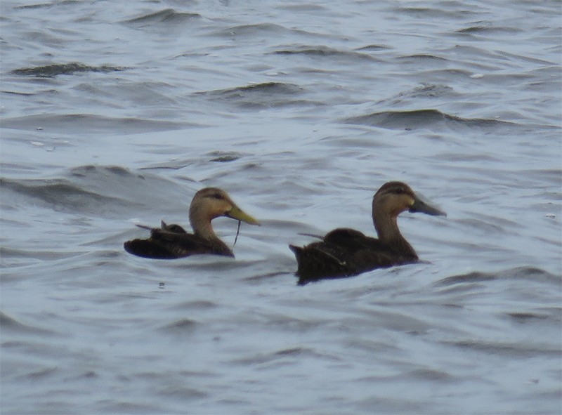 American Black Duck - Karen Lebing