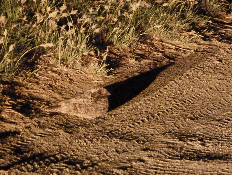 Common Poorwill - ML101561961