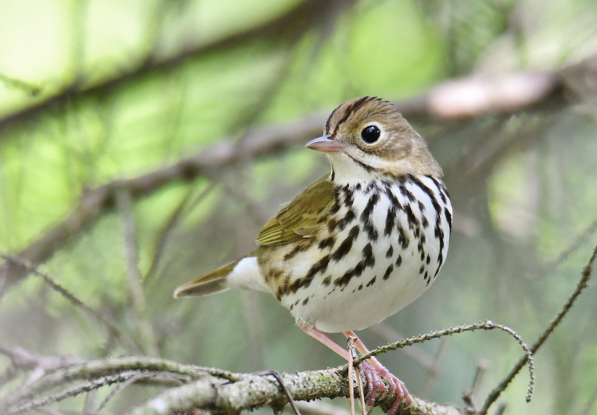 Ovenbird - André Lanouette