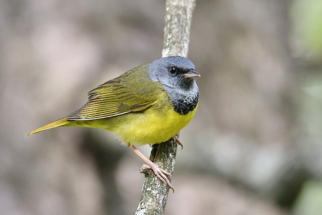 The Cornell Lab Young Birders Event 2022 - eBird Oregon