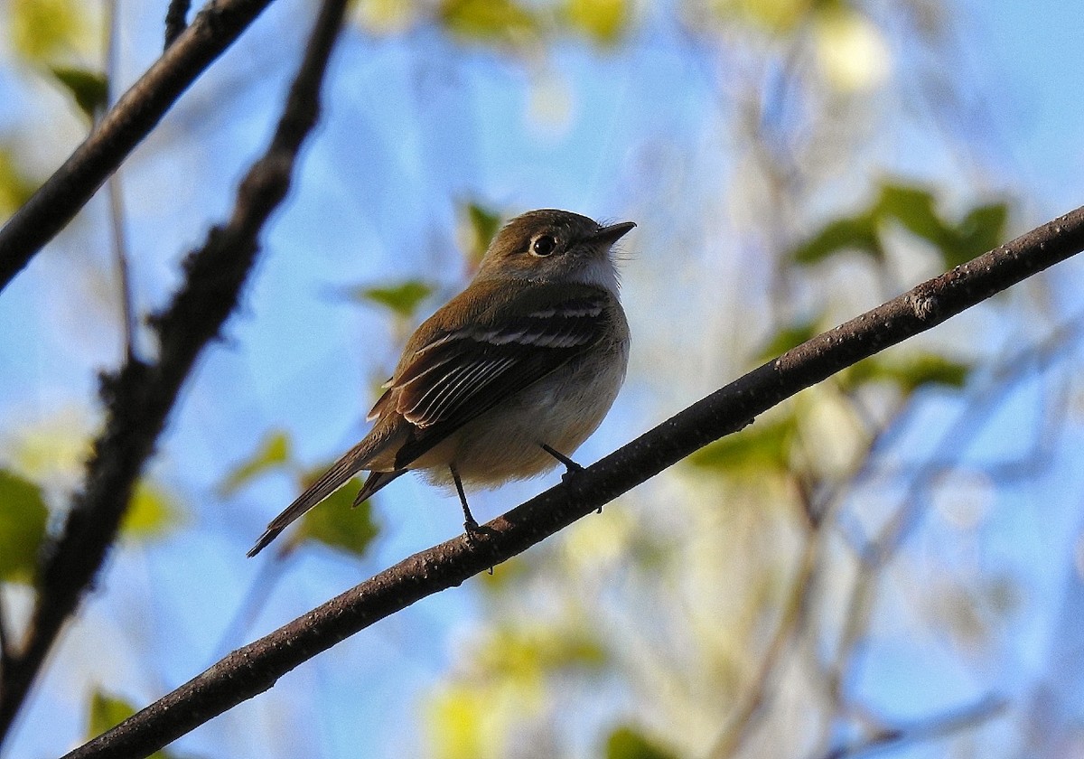 Least Flycatcher - ML101564881