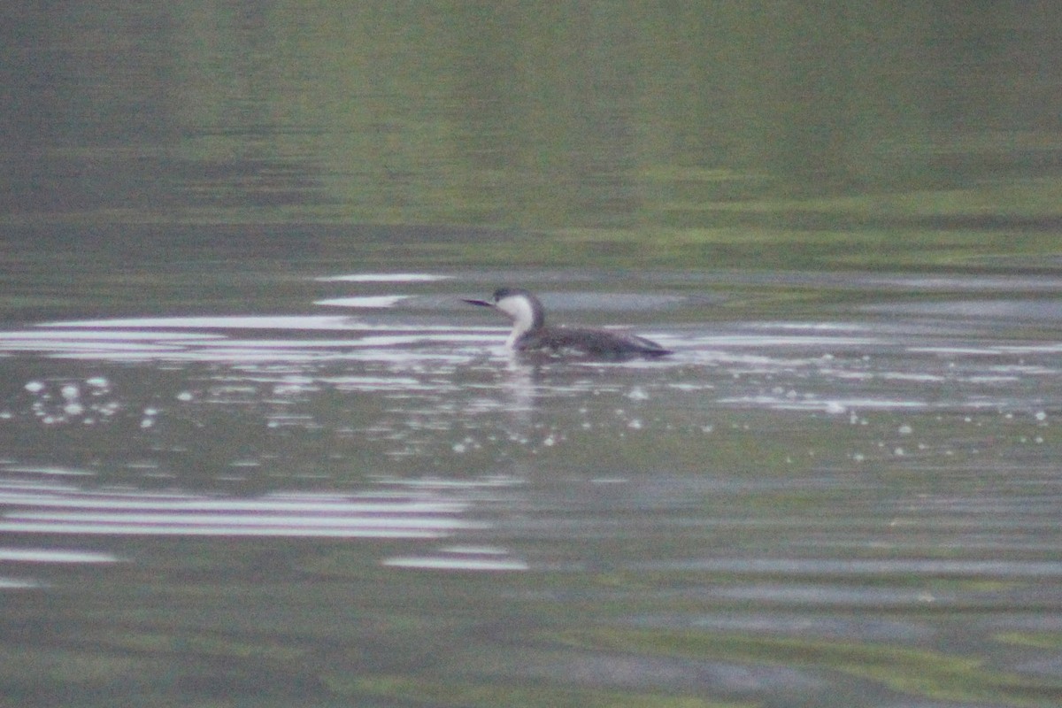 Red-throated Loon - ML101565371