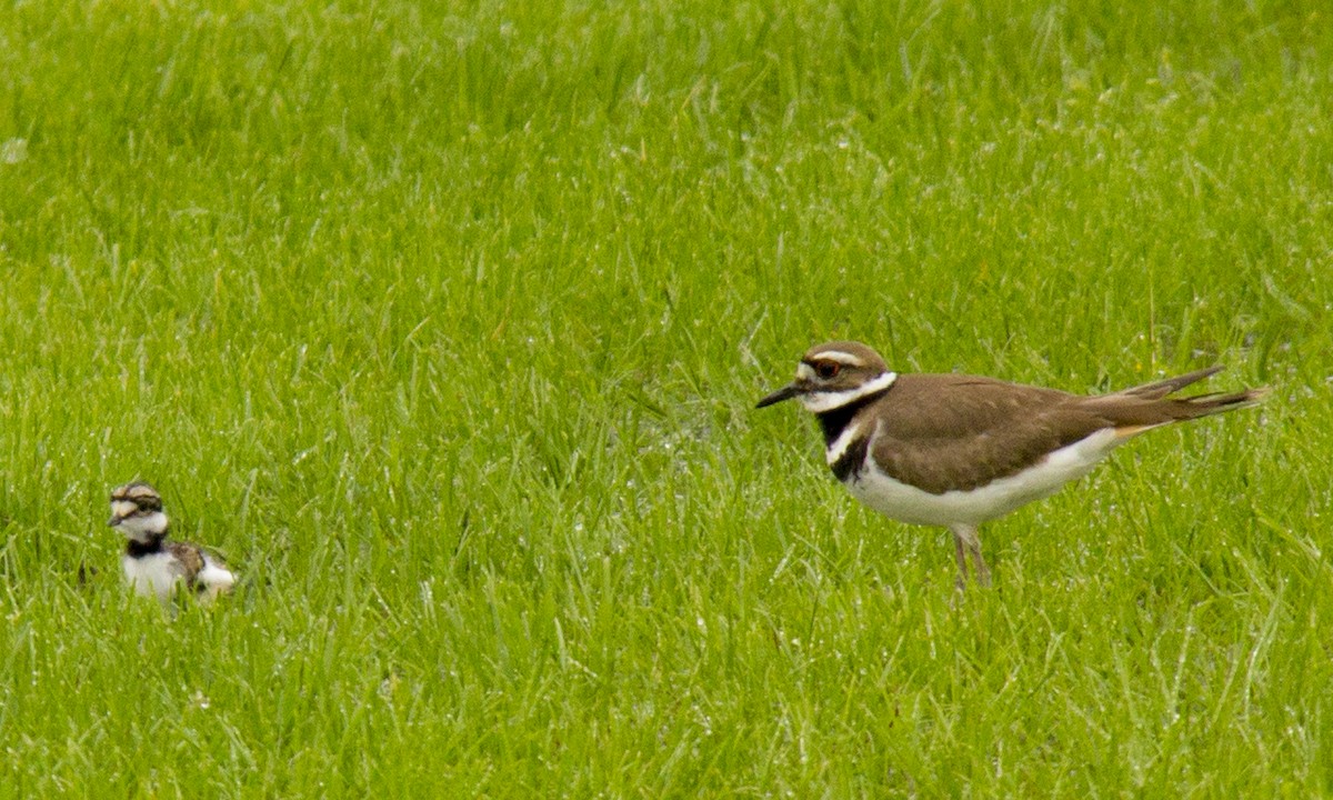 Killdeer - ML101566541