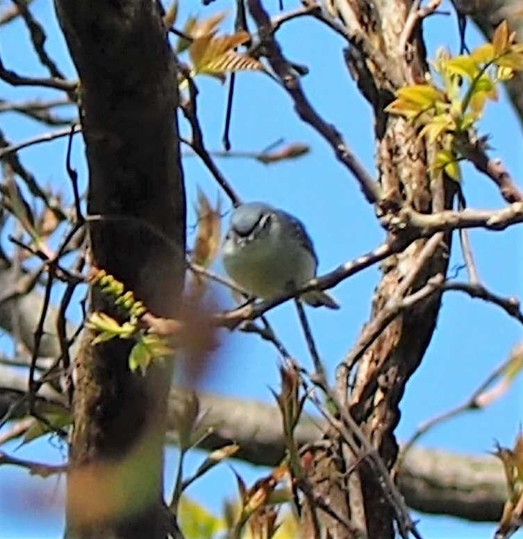 Blue-gray Gnatcatcher - Justine Heinrichsberg