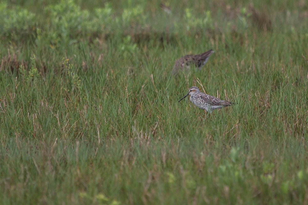 Stilt Sandpiper - ML101569851