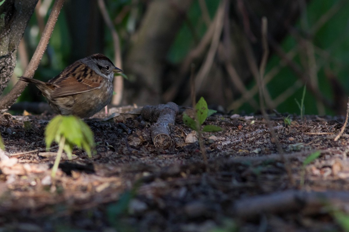 Swamp Sparrow - ML101569861